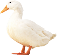 duck png free download 32