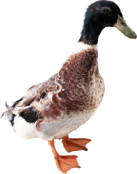 duck png free download 33