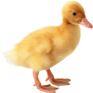 duck png free download 35