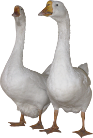 duck png free download 36