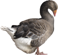 duck png free download 37