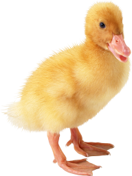duck png free download 4