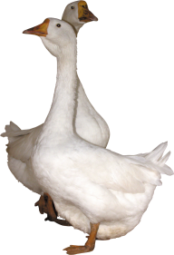duck png free download 40