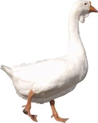 duck png free download 41