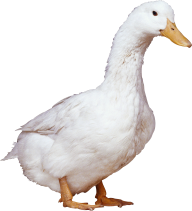 duck png free download 6