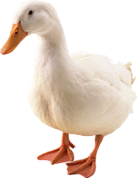 duck png free download 9