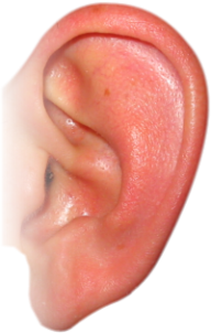 ear png free download 2