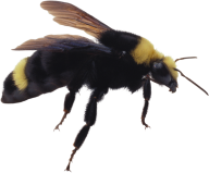free bee png