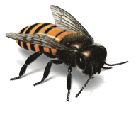 free download bee png