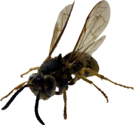 free png bee download