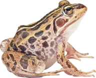 frog hd free png