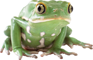 frog hd png free