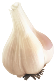 Garlic Free PNG Image Download 39