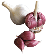 Garlic Free PNG Image Download 41