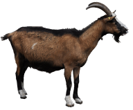 Goat Free PNG Image Download 9
