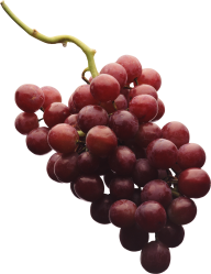 Grape Free PNG Image Download 23