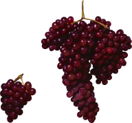 Grape Free PNG Image Download 30