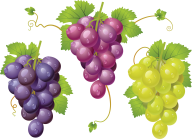 Grape Free PNG Image Download 40