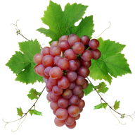 Grape Free PNG Image Download 45