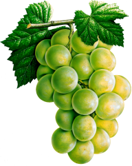 Grape Free PNG Image Download 47
