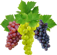 Grape Free PNG Image Download 51