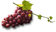 Grape Free PNG Image Download 53
