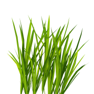 Grass Free PNG Image Download 31