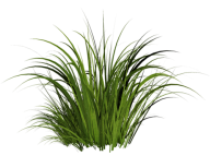 Grass Free PNG Image Download 34
