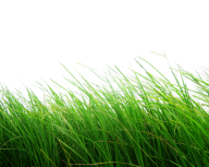 Grass Free PNG Image Download 39