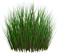 Grass Free PNG Image Download 42