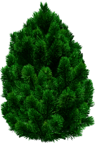 Green Christmas Tree Png
