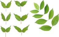 Green Leaves Free PNG Image Download 31