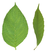 Green Leaves Free PNG Image Download 33