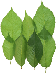 Green Leaves Free PNG Image Download 36