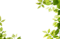 Green Leaves Free PNG Image Download 39