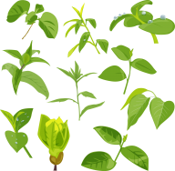 Green Leaves Free PNG Image Download 40