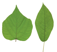 Green Leaves Free PNG Image Download 41