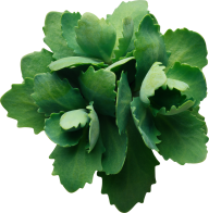 Green Leaves Free PNG Image Download 42