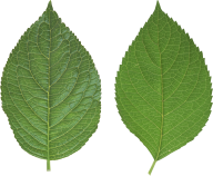 Green Leaves Free PNG Image Download 43