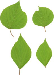 Green Leaves Free PNG Image Download 44