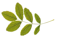 Green Leaves Free PNG Image Download 46