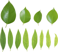 Green Leaves Free PNG Image Download 51