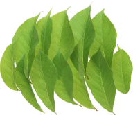 Green Leaves Free PNG Image Download 52