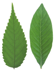 Green Leaves Free PNG Image Download 53