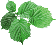 Green Leaves Free PNG Image Download 54