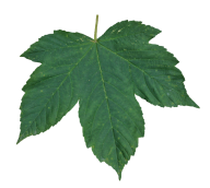 Green Leaves Free PNG Image Download 55