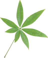 Green Leaves Free PNG Image Download 58