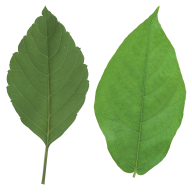 Green Leaves Free PNG Image Download 59
