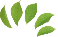 Green Leaves Free PNG Image Download 62