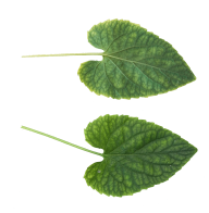 Green Leaves Free PNG Image Download 66